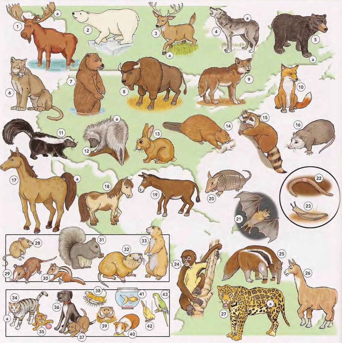 Animals and Pets 1