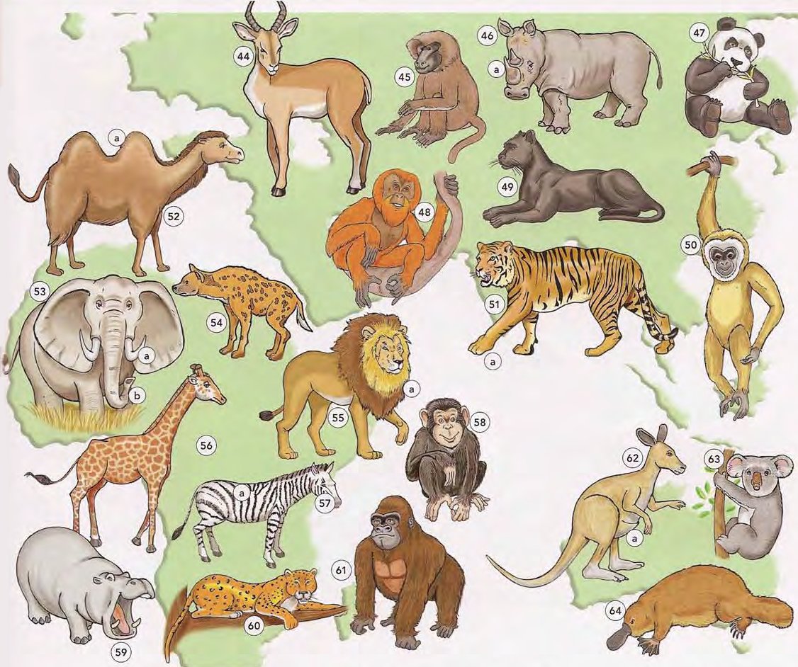 Animals and Pets 2