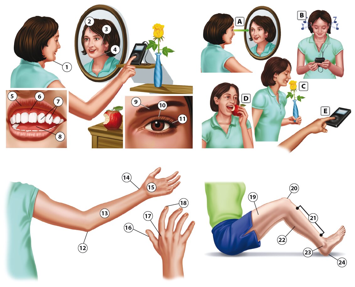 Inside and Outside the Body 1