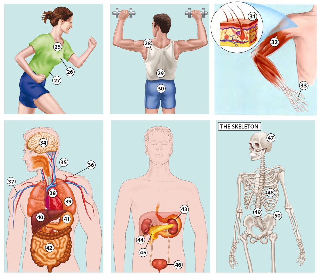 Inside and Outside the Body 2
