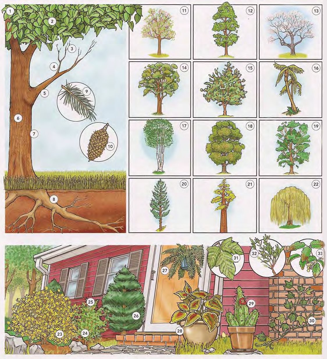 Trees, Plants, and Flowers 1