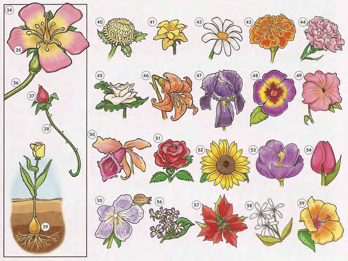 Trees, Plants, and Flowers 2